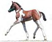 look at that trot~!